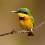 little bee-eater3