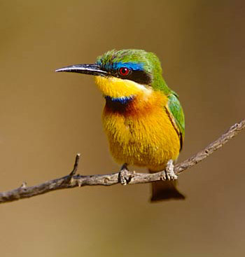 African Bee Eater